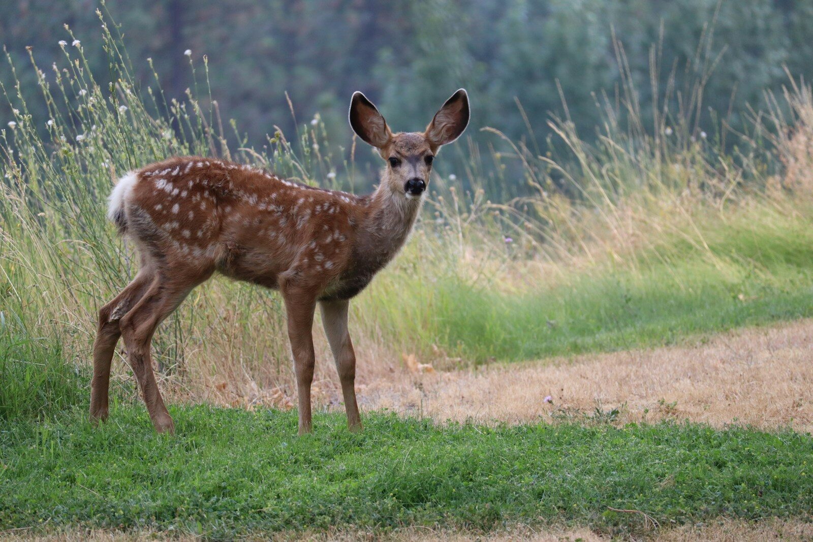Does Car Insurance Cover Hitting a Deer?